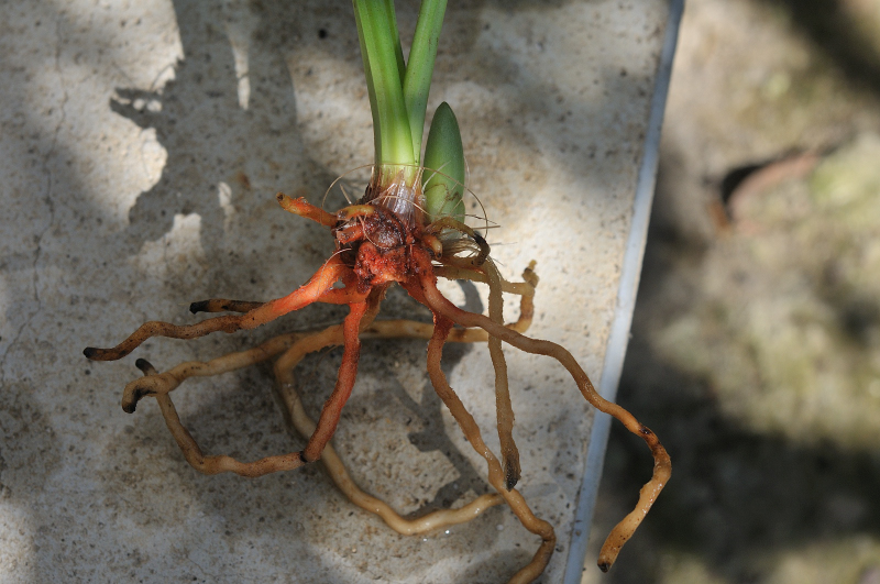 ニオイエビネの根です