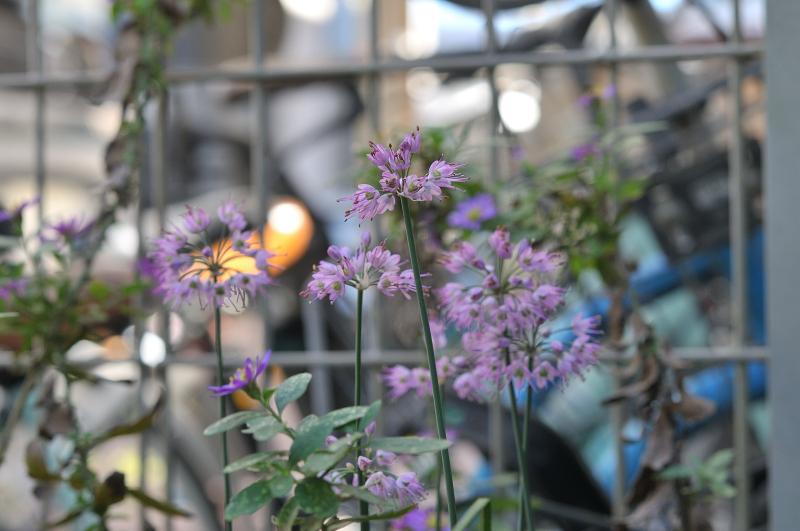 ヤマラッキョウの花です