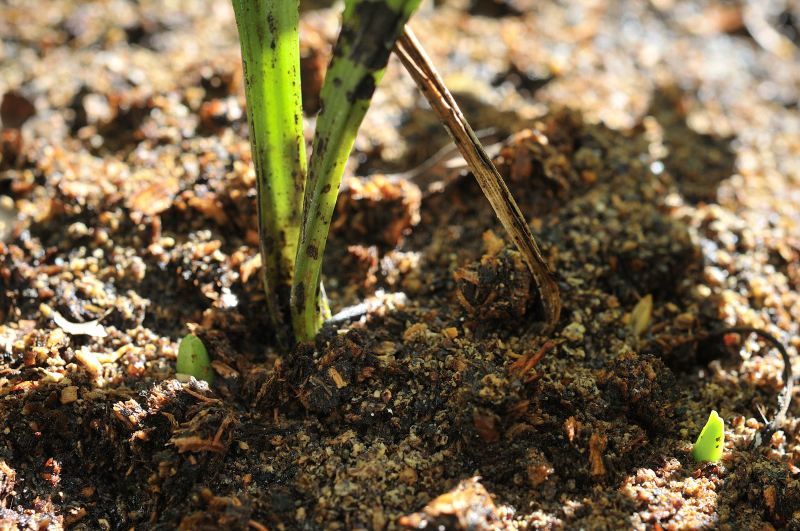 ひな祭りの新芽です