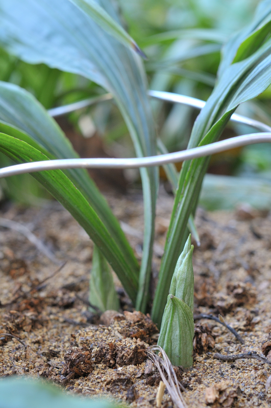 八丈島産エビネの新芽です