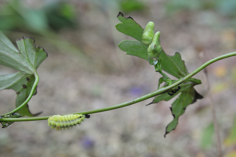 ハクサントリカブトの茎を移動する毛虫