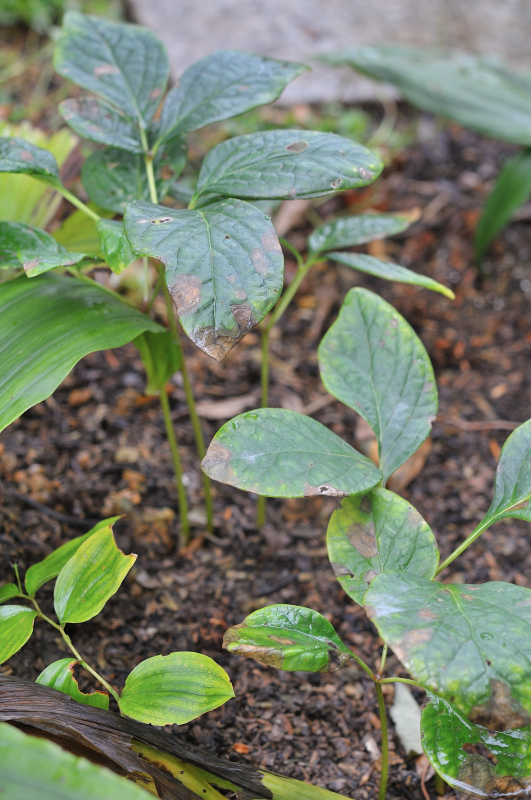 紅花山芍薬の葉っぱです