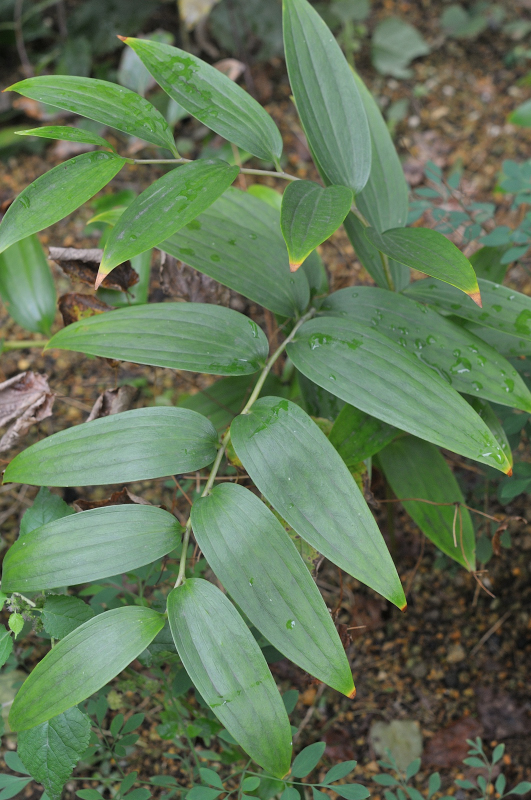 カノコユリの葉っぱです