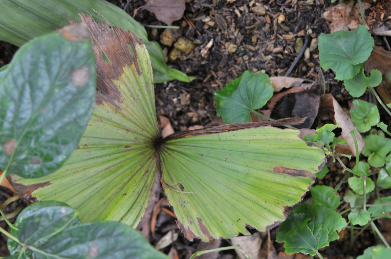 クマガイソウの葉っぱです
