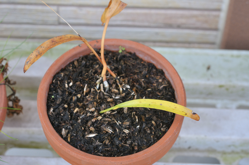 オオイワチドリのj葉っぱです