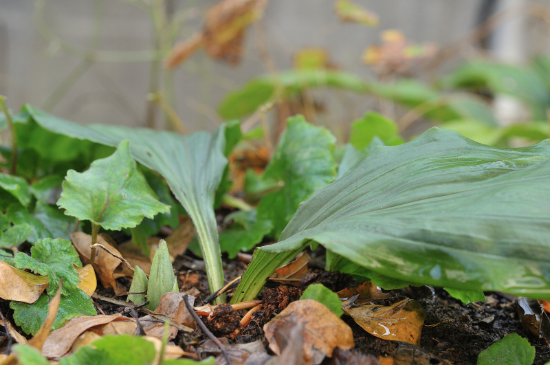 ジエビネの新芽です