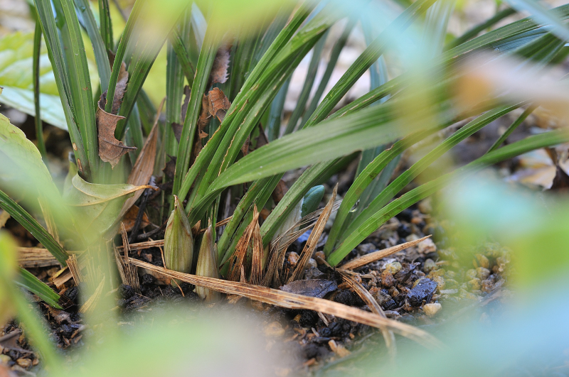 春蘭の花芽です