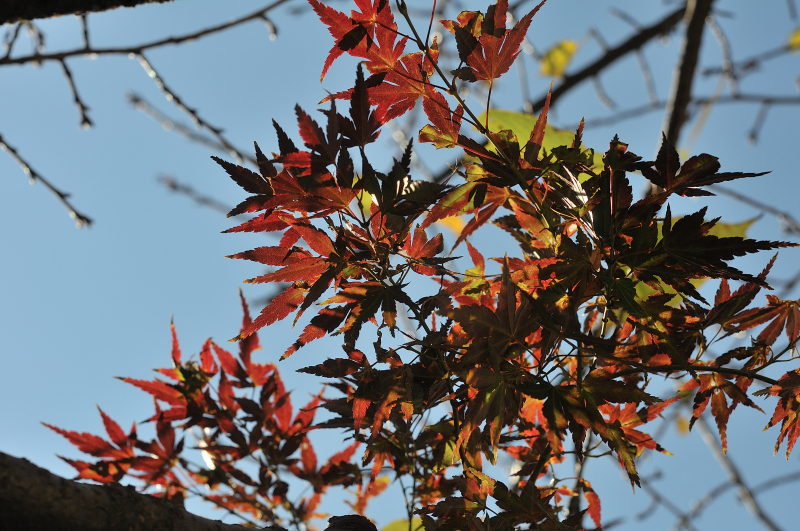 もみじの紅葉です