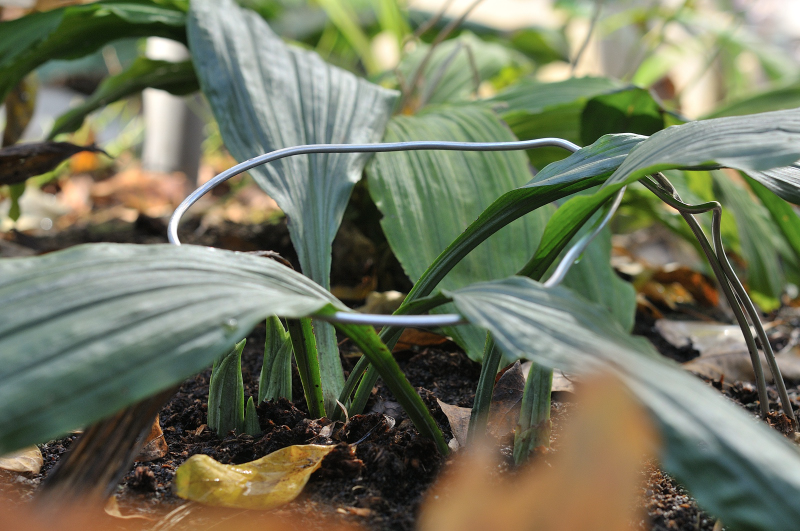 八丈島産エビネで、新芽が４つあります
