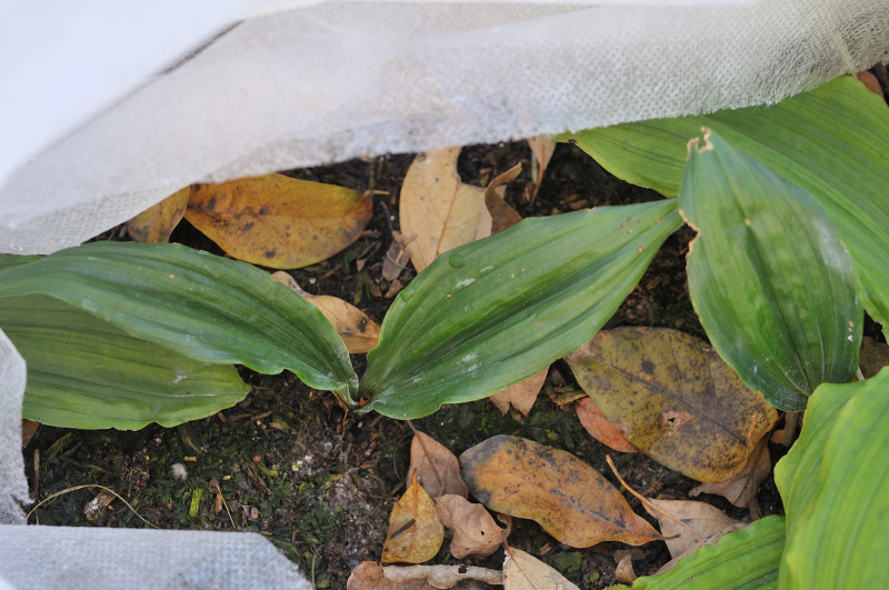 トケンランの２枚葉です