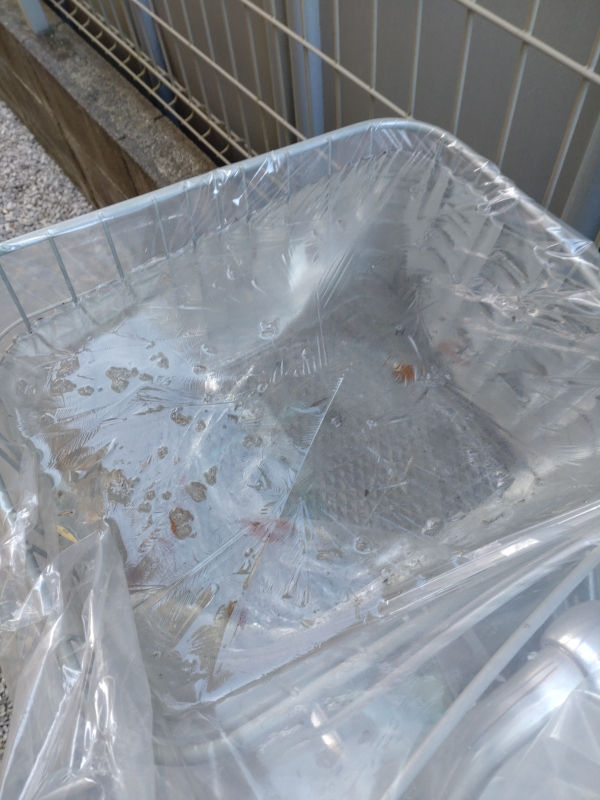 自転車のかごに溜まった水が凍りました