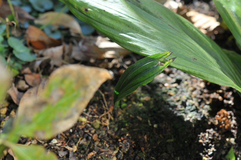 トケンランの葉っぱです