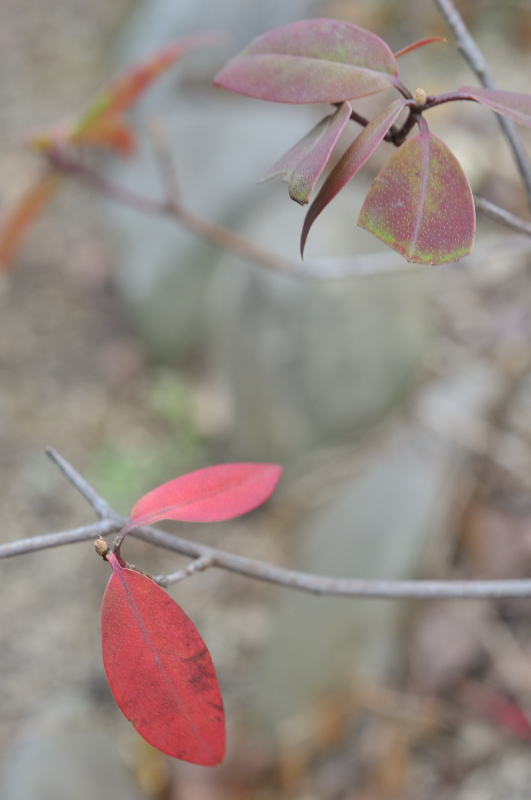 日光ヒカゲツツジの紅葉です