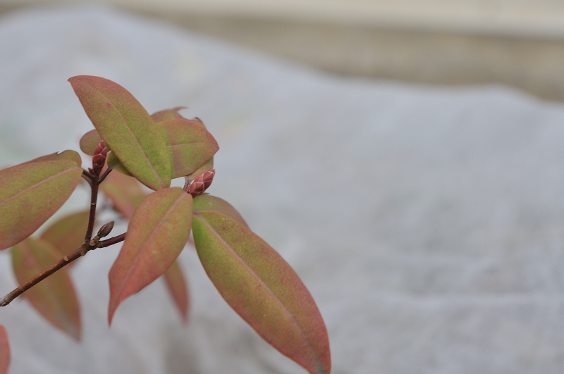 日光ヒカゲツツジの花芽です