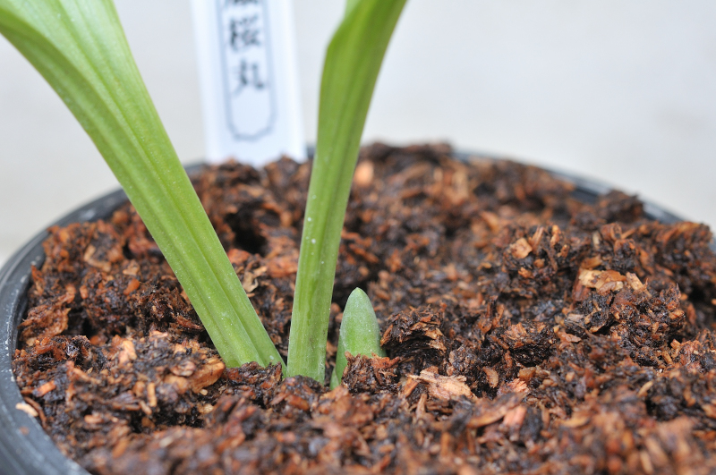 ニオイエビネ、御蔵桜丸
