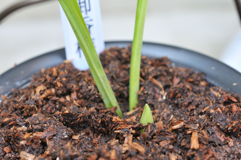 ニオイエビネ、御香梅