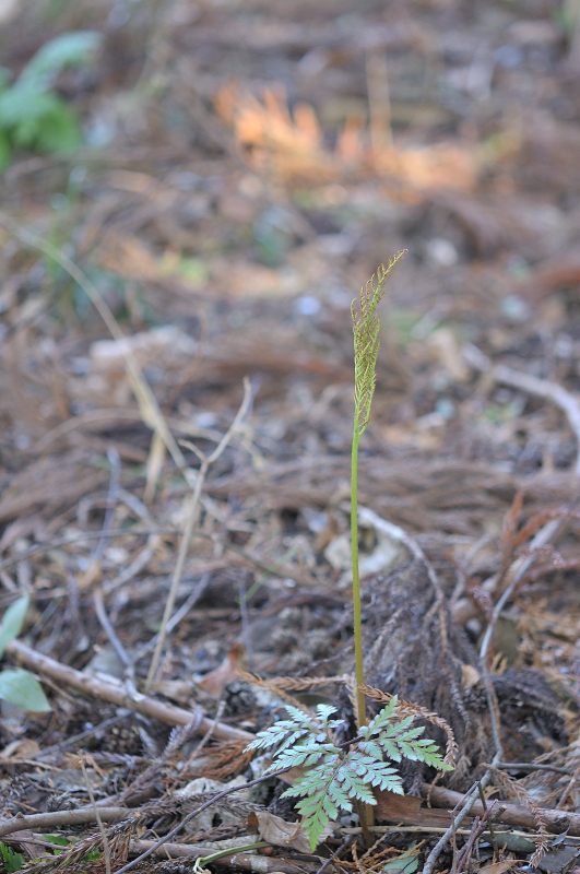 フユノハナワラビです