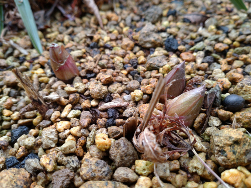 山芍薬の芽です