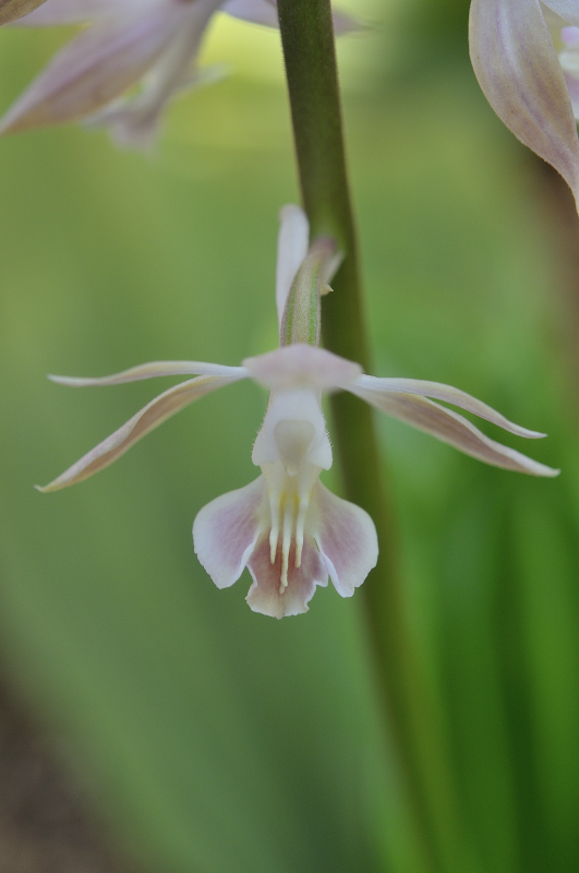 八丈島産エビネです