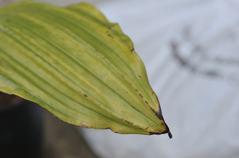 ニオイエビネ・御香梅の葉っぱです