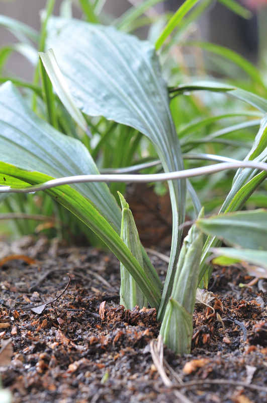 八丈島産エビネの新芽です