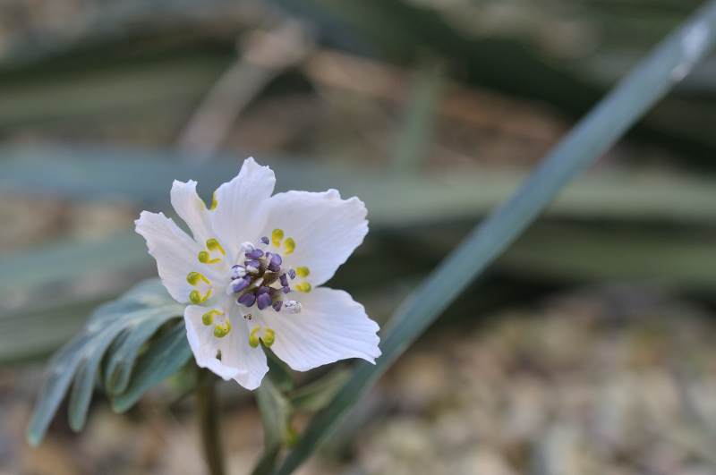 開花したセツブンソウ