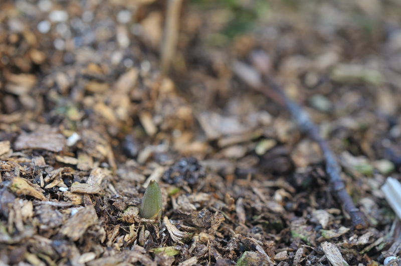 素心の白花カタクリの芽です