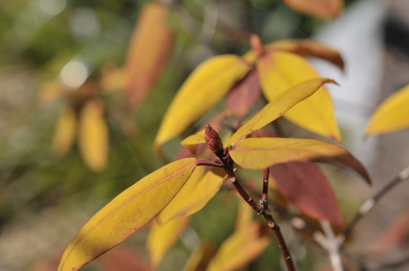 日光ヒカゲツツジの葉っぱです