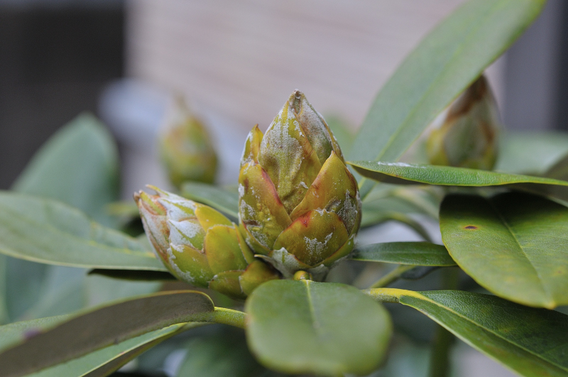 天城シャクナゲの天城ボタンです