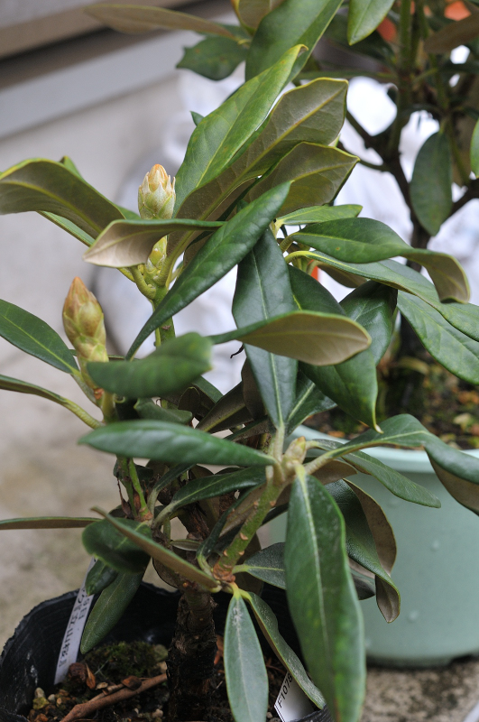 本シャクナゲ・立山桜です
