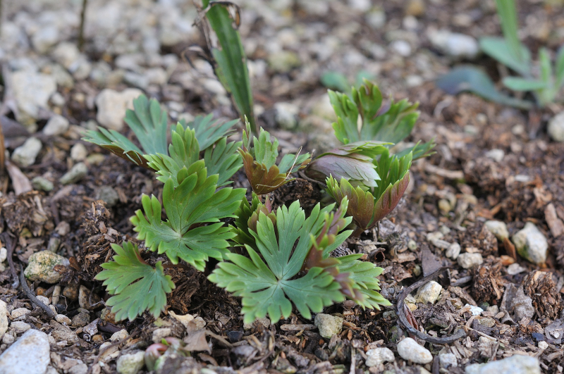ハクサントリカブトの葉