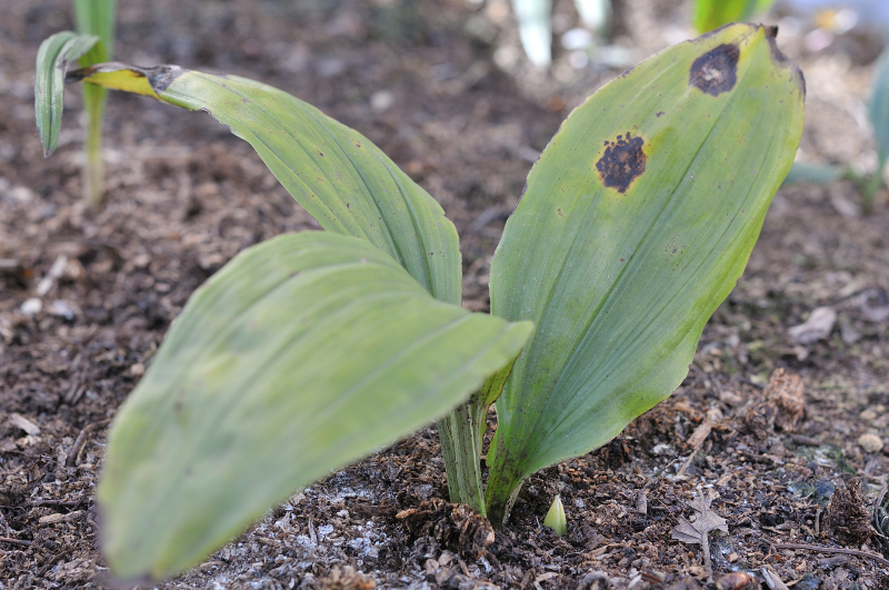 キリシマエビネの新芽です