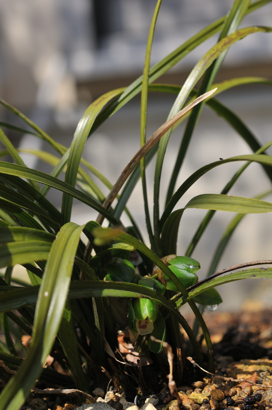 シュンランの花