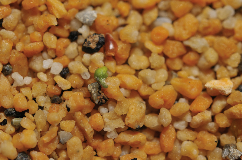 ユウバリトリカブトらしき芽です