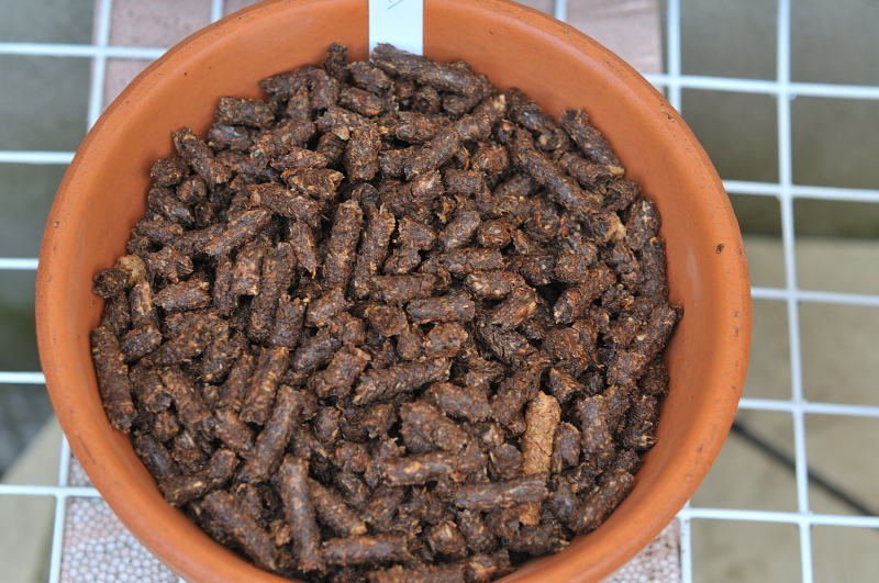 sugoi-neに蒔いた、イワナシ