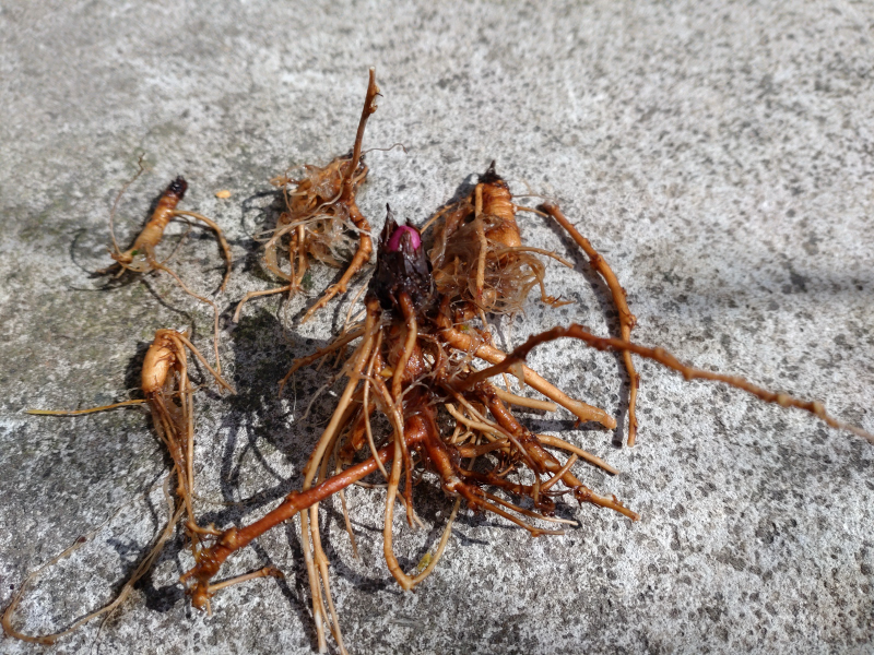 ミヤマセンキュウの根です