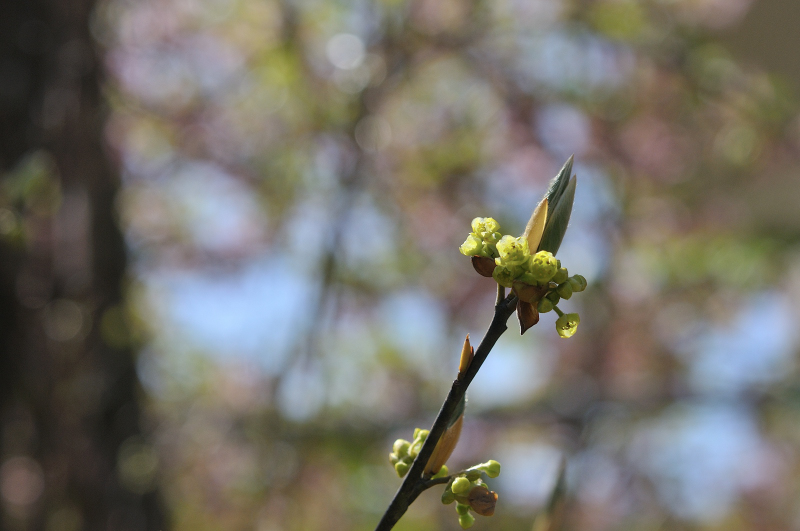 クロモジの花です