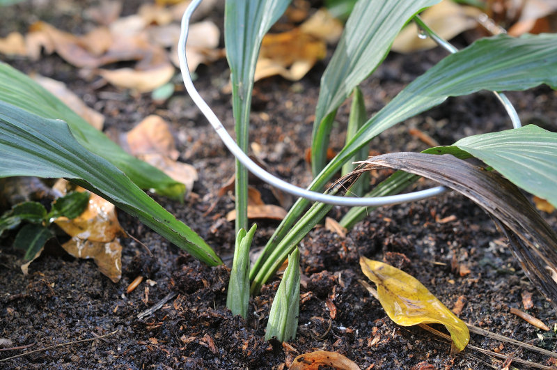 去年秋の、八丈島産エビネの新芽です
