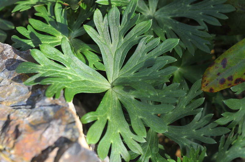 ハクサントリカブトの葉っぱです