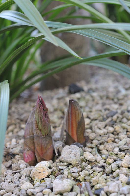 ヤマシャクヤクの芽です