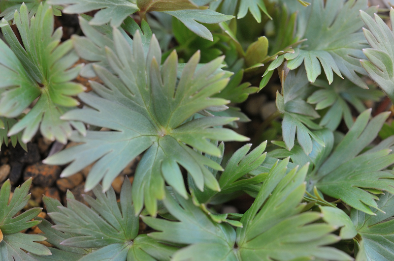ダイセツトリカブトの葉っぱです