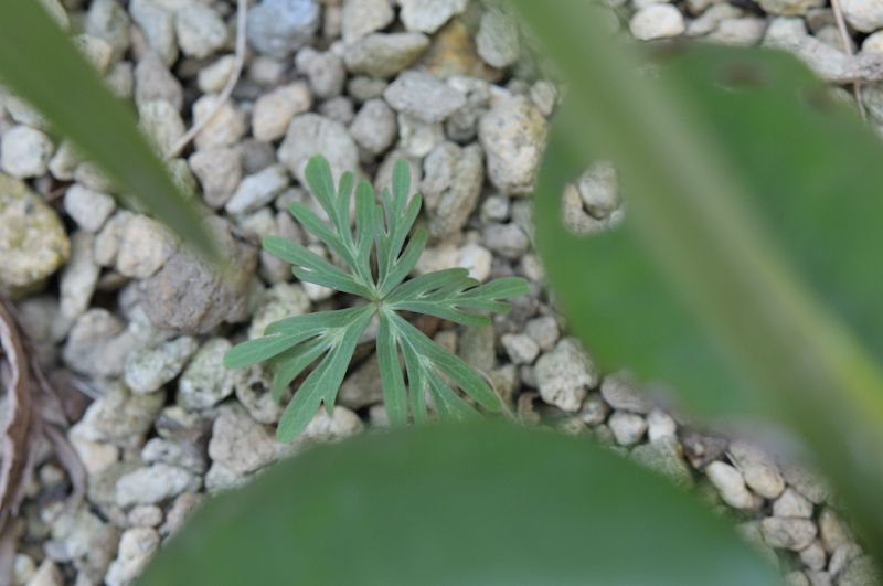 ３年目の葉っぱです