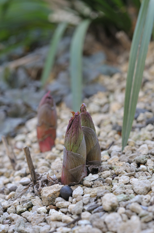 ヤマシャクヤクの芽です