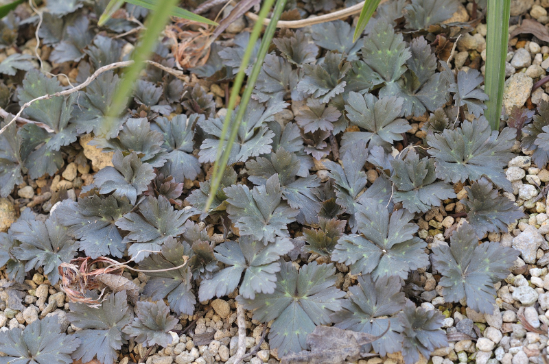 ニリンソウの葉