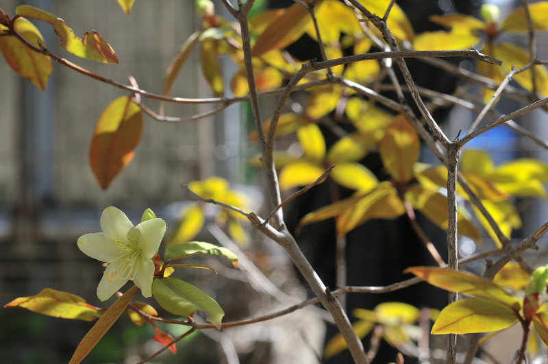 ヒカゲツツジの花が咲きました