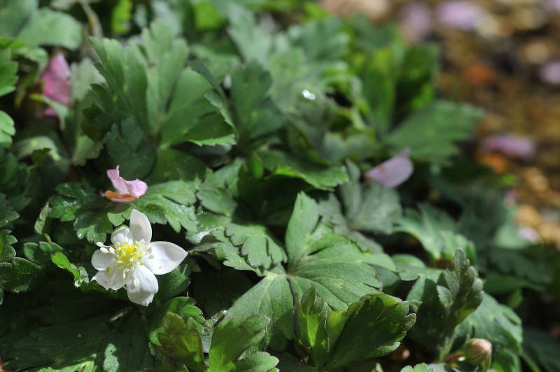 ニリンソウの花です