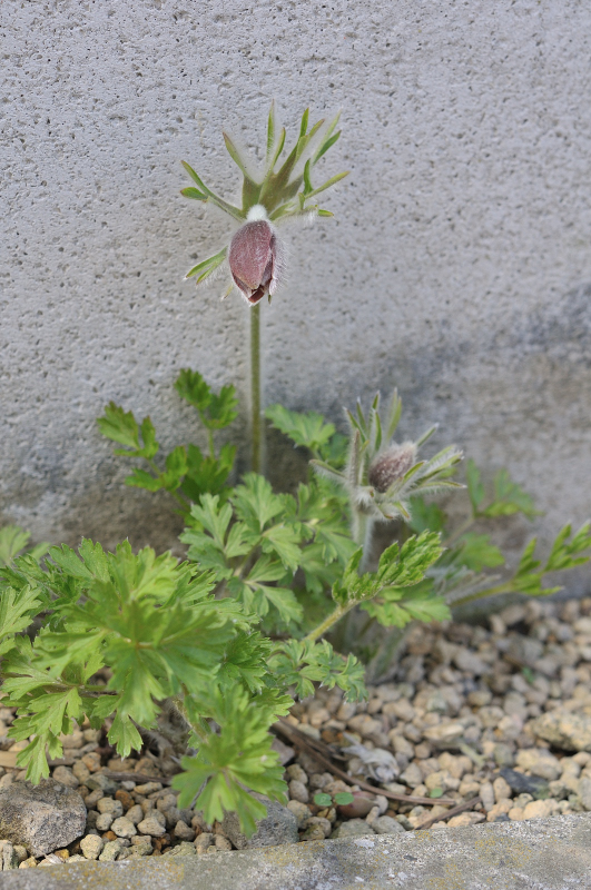 オキナグサのつぼみ