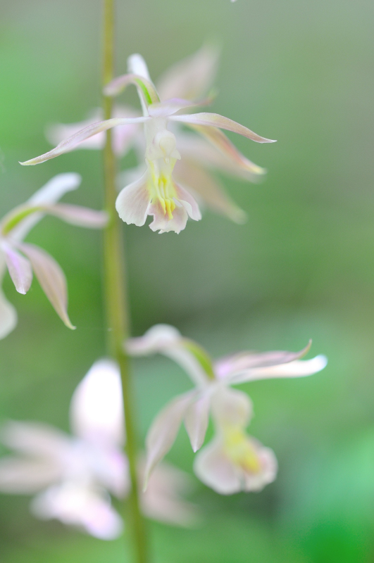 ６年くらい前の花です