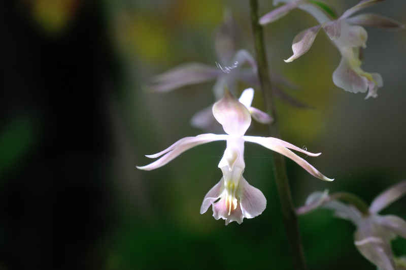 ６年くらい前の花です