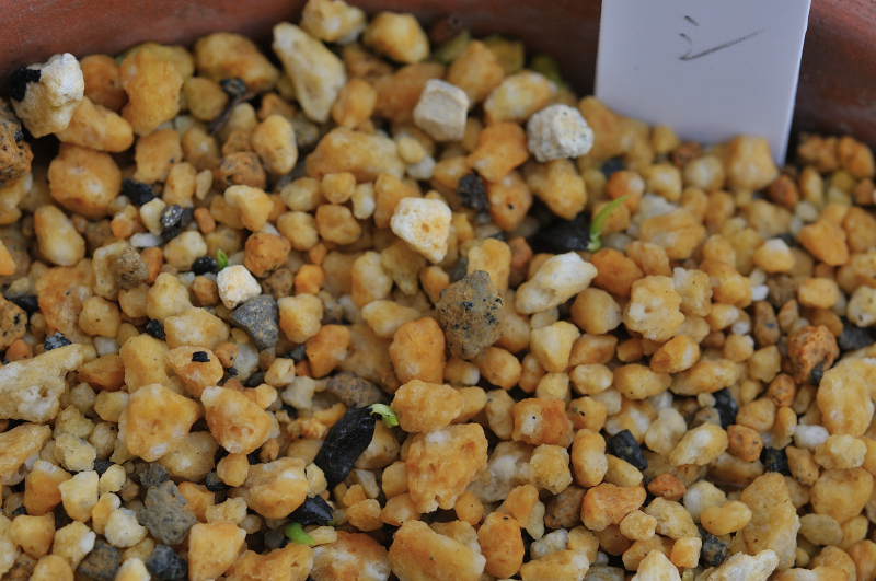 イワギボウシの発芽です